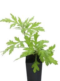 We did not find results for: Organic Tree Mugwort Artemisia Verlotiorum Plant Mudbrick Herb Cottage