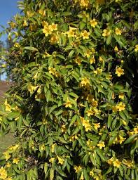 Image result for Gelsemium