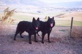 Happy puppies come from real, family breeders. Mudi Association Of Canada Home Mudi Association Of Canada Mudi Canada Puppies Dogs Breeders Rescue Mudi Dog Breed Mudi Kennels Mudi Breeders What Is A Mudi