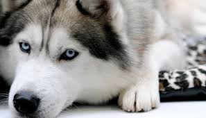 How Siberian Huskies Get Their Piercing Blue Eyes Smart