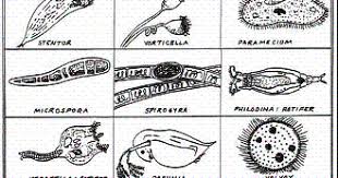 Pond water contains a variety of plant and animal life. North Grand Hs Biology Blog Identifying Microorganisms