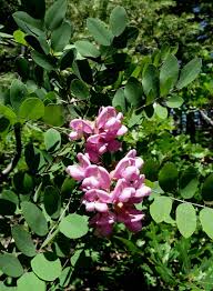 Image result for Lotononis serpentinicola