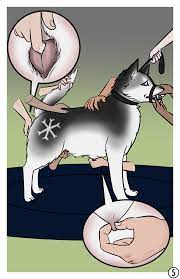 1girls ambiguous gender animal genitalia animal pussy canine  pussy comic disembodied hand dog show female feral fingering forced furry  human interspecies leash male to female muzzle nipples pussy pussy