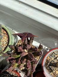 Image result for Tricalysia schliebenii