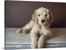 We did not find results for: Goldendoodle Laying A Wooden Table Wall Art Canvas Prints Framed Prints Wall Peels Great Big Canvas