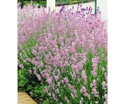 Wenn lavendel im sommer zu verblühen beginnt, ist es zeit für einen rückschnitt, denn dann treibt der halbstrauch erneut aus. Baldur Garten Duft Lavendel Rosa 3 Pflanzen Ab 7 99 Preisvergleich Bei Idealo De