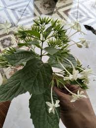 Image result for Volkameria