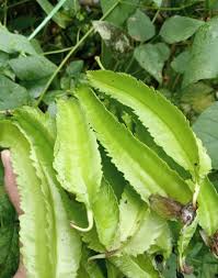 Image result for Psophocarpus lancifolius