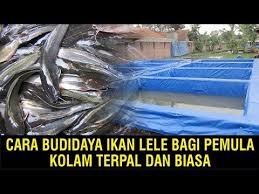 Cara Budidaya Ikan Lele Bagi Pemula Kolam Terpal Dan Biasa Youtube