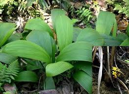 Image result for Molineria