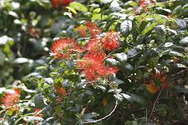 Image result for Combretum constrictum