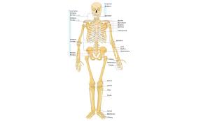 Rangka badan (susunan rangka pada manusia). Pengertian Bagian Bagian Dan Fungsi Rangka Tubuh Manusia Habibullah Al Faruq