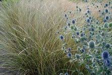 130 Best Sea Holly ideas