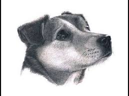 Can You Really Draw Every Unique Fur Type With Just A Pencil Youtube How To Draw Fur Art Tutorials Drawing Animal Drawings