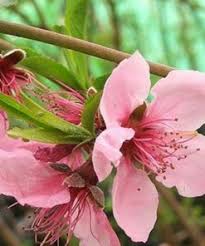 Jual bibit asem bengkulu 187. Bibit Buah Persik Prunus Persica Bibitbunga Com