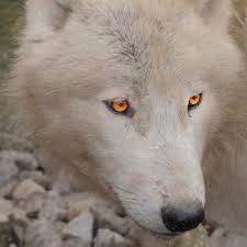white wolf gold eyes white wolf wolf husky wild dogs