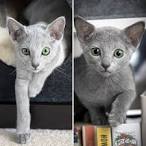 Russian Blue - Wikipedia