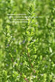 Image result for Stemodia serrata