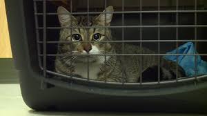 Many low cost spaying and neutering programs are aimed to serve pets whose owners make fifty percent or less of the median income spay/usa is an organization that contracts with hundreds of private veterinarians across the country to provide low cost neutering and spaying. Portland Nonprofit Helps Keep Leash On Feral Cat Population Koin Com