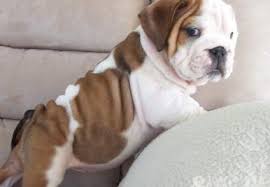Best famous reputable english bulldog puppies breeder shrinkabulls breeds champion english bulldog puppies from multiple generations of dna bulldog puppies with proven amazing health and longevity of life english bulldogs. Ddfggh English Bulldog Puppies For Sale In Tucson Arizona Classified Showmethead Com