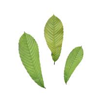 Image result for Tetracera