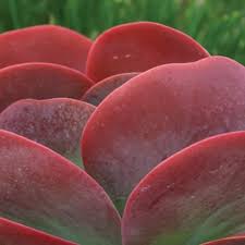 Kalanchoe Thyrsiflora Flapjacks This Kalanchoe As Amazing Large Leaves And Great Color Suculentas Crasas Crasulaceas