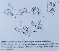 Ppt - Postural Reflexes Powerpoint Presentation, Free Download - Id:9574106