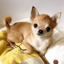 Pin By Ingrid Nephelie On Chihuahua Chihuahua Puppies Cute Chihuahua Chihuahua Dogs