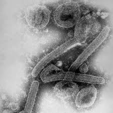 Marburg virus is a hemorrhagic fever virus of the filoviridae family of viruses and a member of the species marburg marburgvirus, genus marburgvirus.marburg virus (marv) causes marburg virus disease in humans and nonhuman primates, a form of viral hemorrhagic fever. Y 6 Rydjigryvm