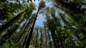 We hope one of them works for you. The Wind In The Trees 10 Hours Of Natural White Noise Youtube