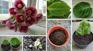 How To Grow Gloxinias Sinningia Speciosa Backgarden Org