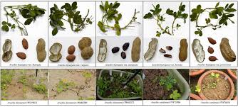 Image result for Arachis