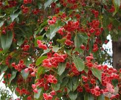 This shrubby deciduous tree is known for its multitude of ornamental features. Glorious Brachychiton Collections Speciality Trees