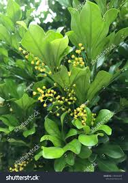 Image result for Meliaceae