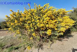 Image result for Adenocarpus