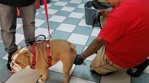 How do i artificially inseminate a dog? English Bulldog Breeding Collection Artificial Insemination Youtube