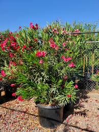 Image result for Nerium oleander