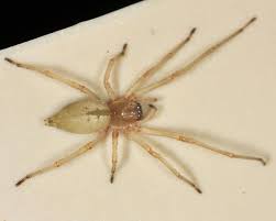 Cheiracanthium Inclusum Male Usa Spider Spider Mites Cacoon