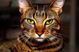 Your tabby is the most common because that's where the first cats come from. Tabby Cat Names Names For Tabby Cats