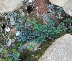 Image result for Kedrostis nana