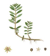 Image result for Bergia