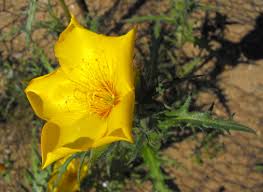 Maybe you would like to learn more about one of these? List Of California Native Plants Wikipedia