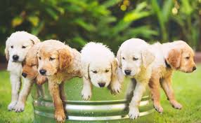 Naming Your Gold Or Golden Colored Dogs Name Ideas For Dogs With Gold Haircoats