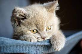 Gastritis bei katzen mit chronischer niereninsuffizienz. Katzenbabys Was Sie Bei Anschaffung Und Erziehung Beachten Mussen Cat S Best