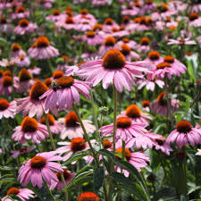 Image result for Echinacea purpurea `Magnus`