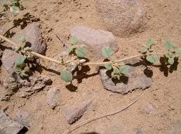 Image result for Limeum