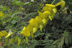 Image result for Crotalaria agatiflora