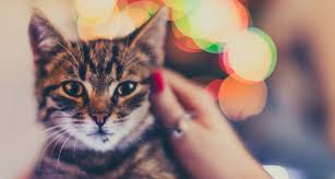 100's of names are available, you're bound to find one you like. 115 Festive Christmas Dog And Cat Names