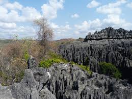 Image result for Bivinia jalbertii