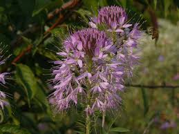 Image result for Cleome monophylla